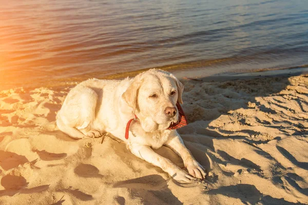 Vecchio cane bianco Labrador Retriever è sdraiato sulla spiaggia con piena di sabbia vicino al fiume, estate calda e soleggiata. Ramponamento solare — Foto Stock