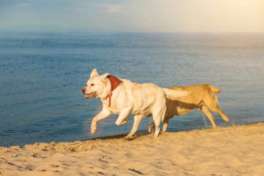 Golden Labrador Retriever eğleniyor plaj boyunca çalışan. Güneş parlaması