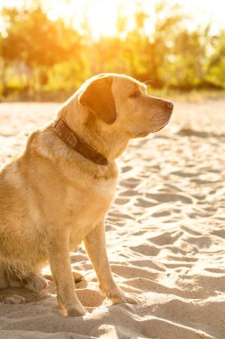 Sarı Labrador Retriever sahilde oturup, yeşil ağaçlar arka planda var. Güneş parlaması