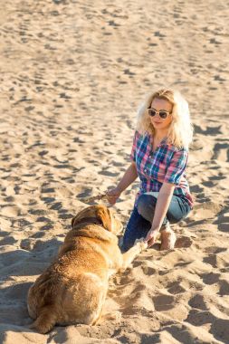 Köpek eğitim. Büyük komik köpek Labrador bir komut - uzan gerçekleştirir ve ödül için bekler. Plaj harika yaz gününde.