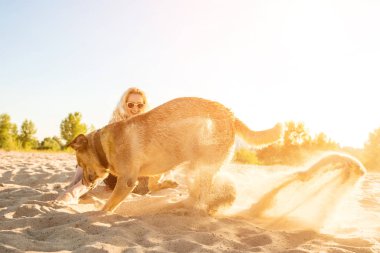 Sarı Labrador Retriever güneşli bir günde bir plajda kum kazma. Güneş parlaması