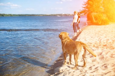 Labrador retriever köpek sahilde. Güneş parlaması