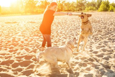 İki köpek labrador kafasından açık havada doğa bir komut gerçekleştirir. Güneş parlaması