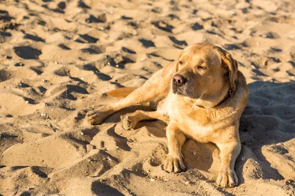 Labrador retriever köpek sahilde