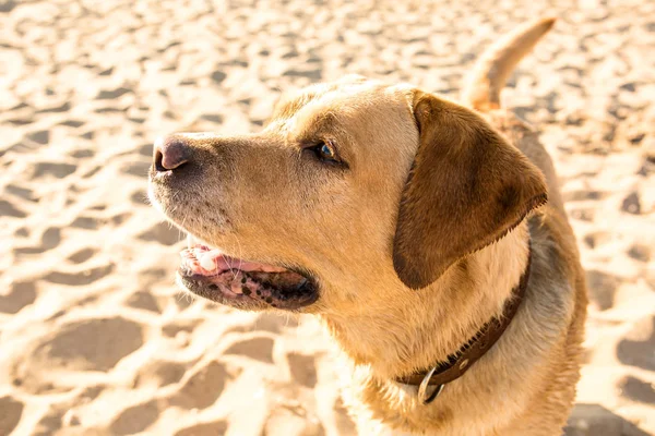 Labrador retriever sulla spiaggia — Foto Stock