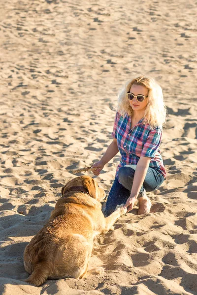 Köpek eğitim. Büyük komik köpek Labrador bir komut - uzan gerçekleştirir ve ödül için bekler. Plaj harika yaz gününde.