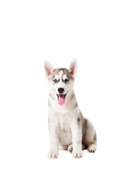 Siberische Husky puppy geïsoleerd op een witte achtergrond — Stockfoto