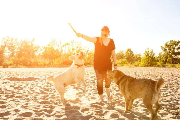 İki labrador arkadaş sahilde oynarken. Güneş parlaması