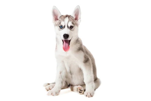 Cachorro Husky siberiano aislado sobre un fondo blanco —  Fotos de Stock