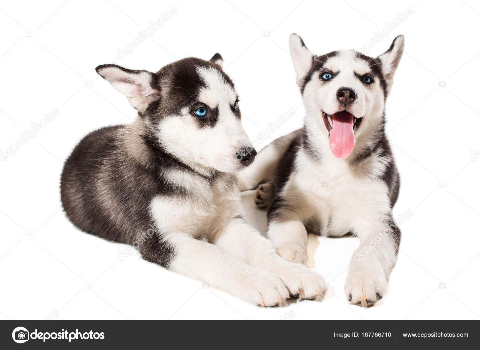 两个小可爱的小狗的孤立的蓝眼睛的哈士奇狗——图库图片© nazarov.dnepr@gmail.com #167766710, image size:1600x1167