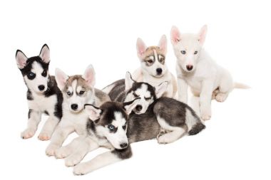 mutlu Sibirya husky yavrusu beyaz grup