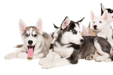 mutlu Sibirya husky yavrusu beyaz grup
