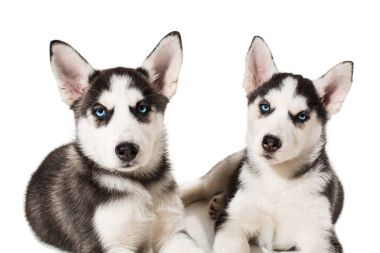 iki küçük sevimli köpek izole mavi gözlü Sibirya husky köpek