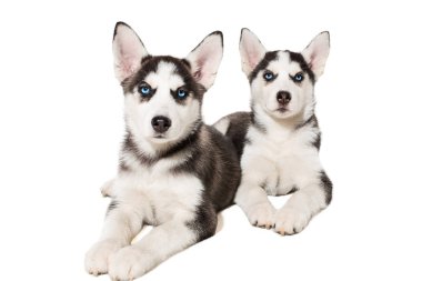 iki küçük sevimli köpek izole mavi gözlü Sibirya husky köpek