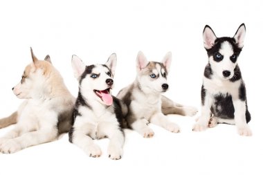 Sibirya husky yavruları