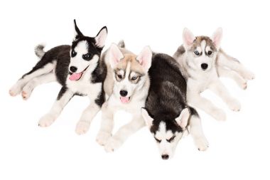 Sibirya husky yavruları