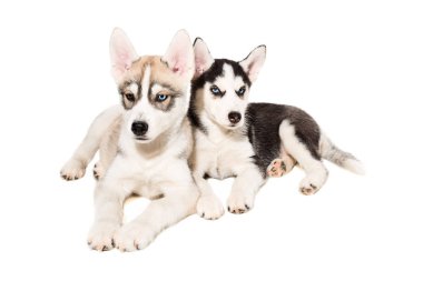 Beyaz arka plan üzerinde izole şirin husky yavrusu