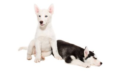 Beyaz arka plan üzerinde izole şirin husky yavrusu
