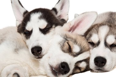 Beyaz arka plan üzerinde izole şirin husky yavrusu