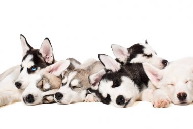 Sibirya husky yavruları