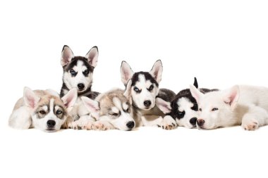 Sibirya husky yavruları