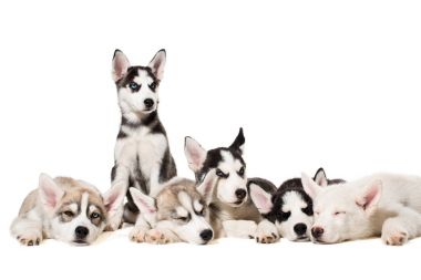 Sibirya husky yavruları