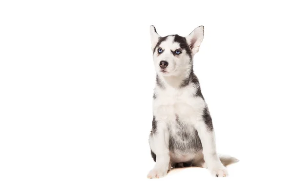 Cachorro Husky siberiano aislado sobre un fondo blanco — Foto de Stock
