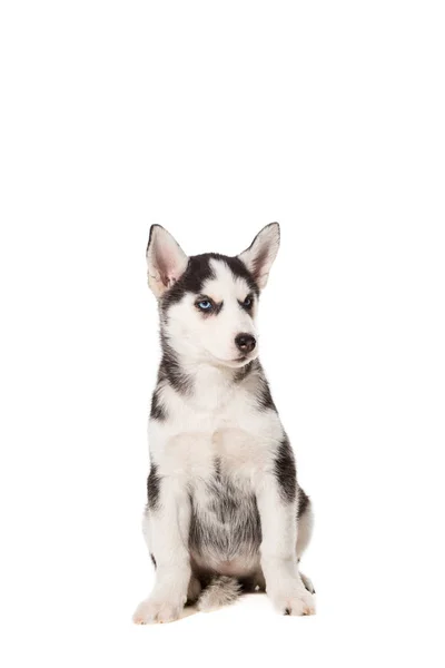 Cachorrinho Husky siberiano isolado em um fundo branco — Fotografia de Stock