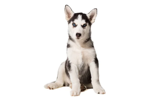ลูกสุนัขไซบีเรีย Husky ถูกแยกจากพื้นหลังสีขาว — ภาพถ่ายสต็อก