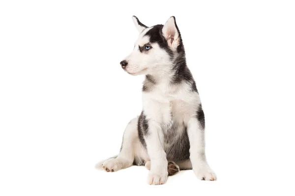 白色背景上孤立的西伯利亚哈士奇犬小狗 — 图库照片