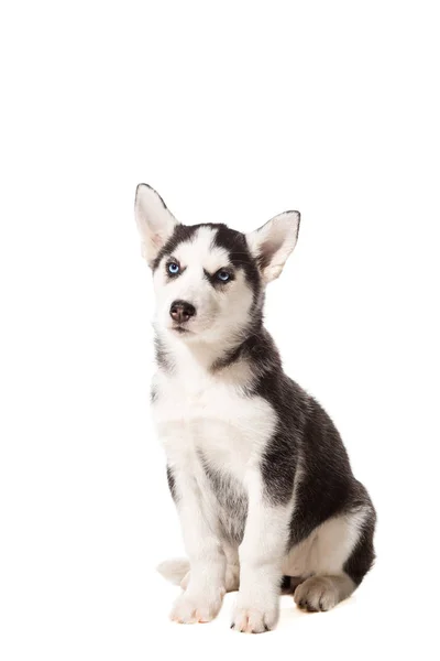 Siberiano Husky cucciolo isolato su uno sfondo bianco — Foto Stock