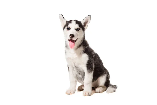 Siberische Husky puppy geïsoleerd op een witte achtergrond — Stockfoto