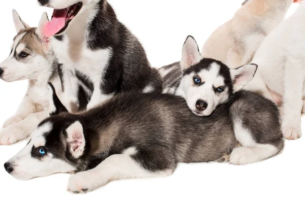 Grupo de feliz siberiano husky filhotes em branco — Fotografia de Stock