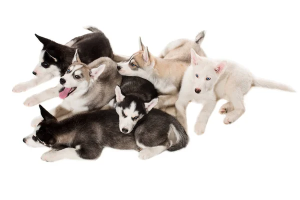 Group of happy siberian husky puppies on white — Stock Photo, Image