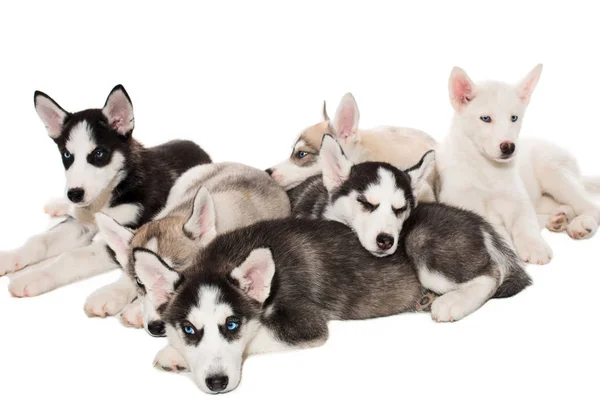 Gruppe glücklicher sibirischer Husky-Welpen auf weiß — Stockfoto