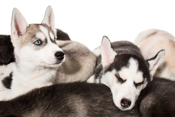 Grupo de feliz siberiano husky filhotes em branco — Fotografia de Stock