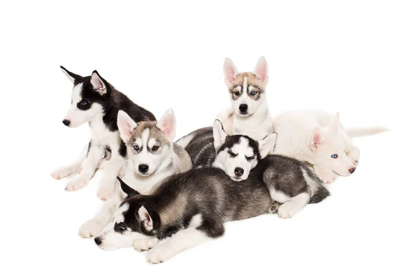 Grupo de cachorros siberianos felices husky en blanco —  Fotos de Stock