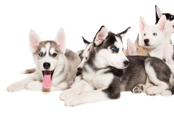 Группа счастливых сибирских хаски щенков на белом — стоковое фото