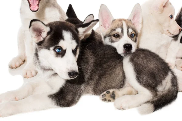 Groep van gelukkig Siberische husky pups op wit — Stockfoto