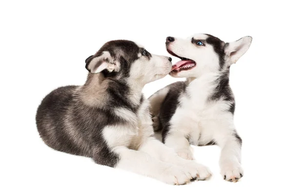 Dos perrito lindo de perro husky siberiano con ojos azules aislados —  Fotos de Stock