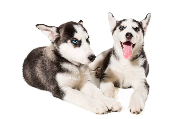 Dos perrito lindo de perro husky siberiano con ojos azules aislados —  Fotos de Stock