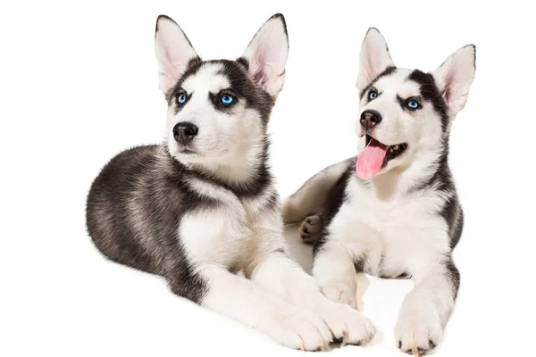 Dwa mały szczeniak cute psa siberian husky o niebieskich oczach, na białym tle — Zdjęcie stockowe