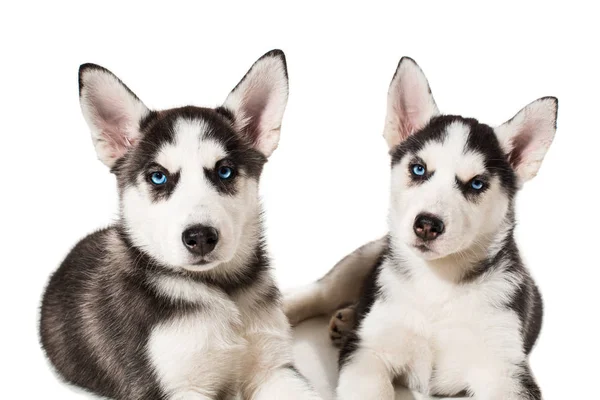 Dos perrito lindo de perro husky siberiano con ojos azules aislados —  Fotos de Stock