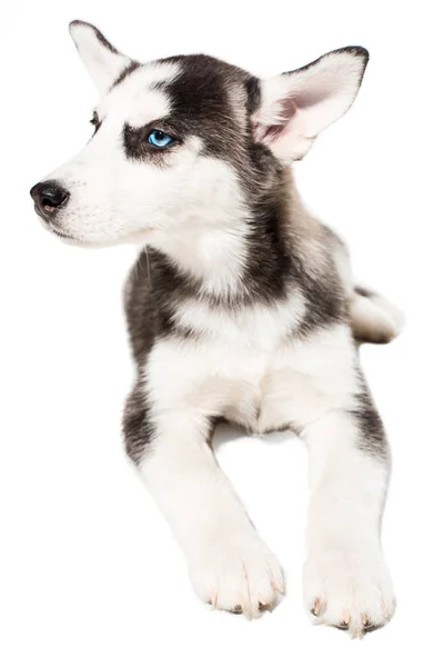 Siberische Husky puppy geïsoleerd op een witte achtergrond — Stockfoto