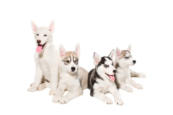 Grupo de feliz siberiano husky filhotes em branco — Fotografia de Stock