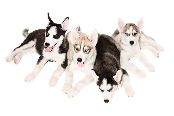 Filhotes de cachorro husky siberianos — Fotografia de Stock