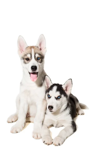 Dos perrito lindo de perro husky siberiano con ojos azules aislados —  Fotos de Stock