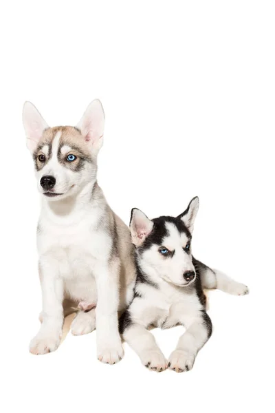 Twee kleine schattige puppy van de Siberische husky hond met blauwe ogen geïsoleerd — Stockfoto