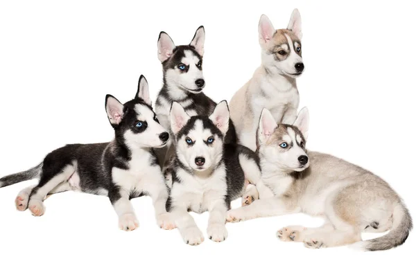 Grupo de cachorros reproduzem os Huskies isolados em fundo branco — Fotografia de Stock