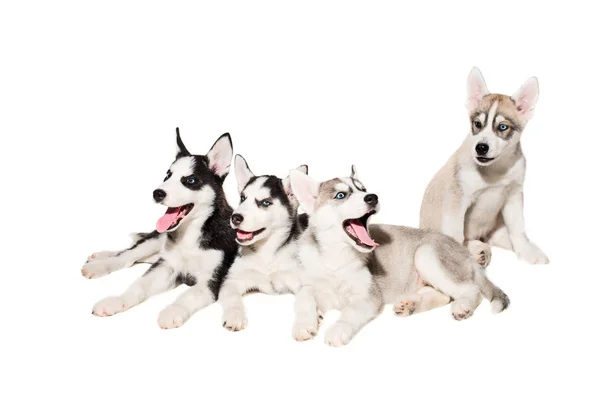 Grupo de cachorros reproduzem os Huskies isolados em fundo branco — Fotografia de Stock